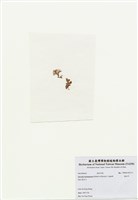 藏品(海木耳)的圖片